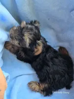 Rocky, a male Yorkshire Terrier for sale in Elkton, KY – 2 of 3