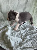 Moe, a male Boston Terrier for sale in Elkton, KY – 2 of 2