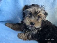 Buddy, a male Yorkshire Terrier for sale in Elkton, KY – 2 of 3
