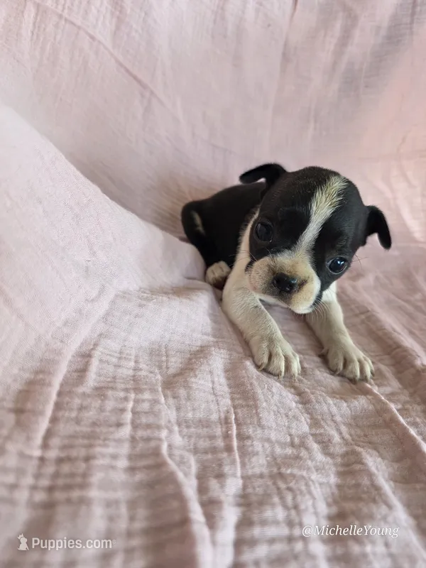 Frida – Boston Terrier puppy for sale in Elkton, KY