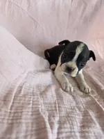 Frida, a female Boston Terrier for sale in Elkton, KY – 1 of 2