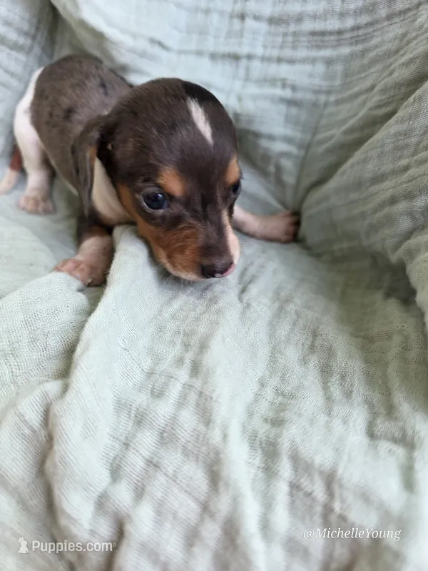 Caleb – Miniature Dachshund puppy for sale in Elkton, KY