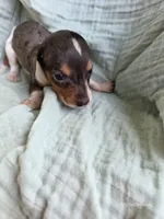 Caleb, a male Miniature Dachshund for sale in Elkton, KY – 1 of 2
