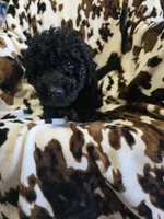 Beth, a female Bordoodle for sale in Elkton, KY – Photo 1 of 3