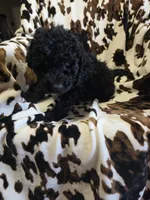 Beth, a female Bordoodle for sale in Elkton, KY – Photo 2 of 3