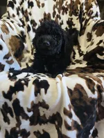 Beth, a female Bordoodle for sale in Elkton, KY – Photo 3 of 3