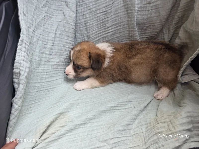 Diesel – Pembroke Welsh Corgi puppy for sale in Elkton, KY