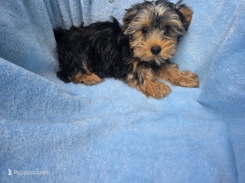 Buddy – Yorkshire Terrier puppy for sale in Elkton, KY