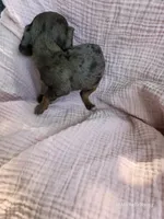 Hope, a female Miniature Dachshund for sale in Elkton, KY – 2 of 2