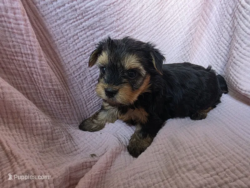Lucy – Yorkshire Terrier puppy for sale in Elkton, KY