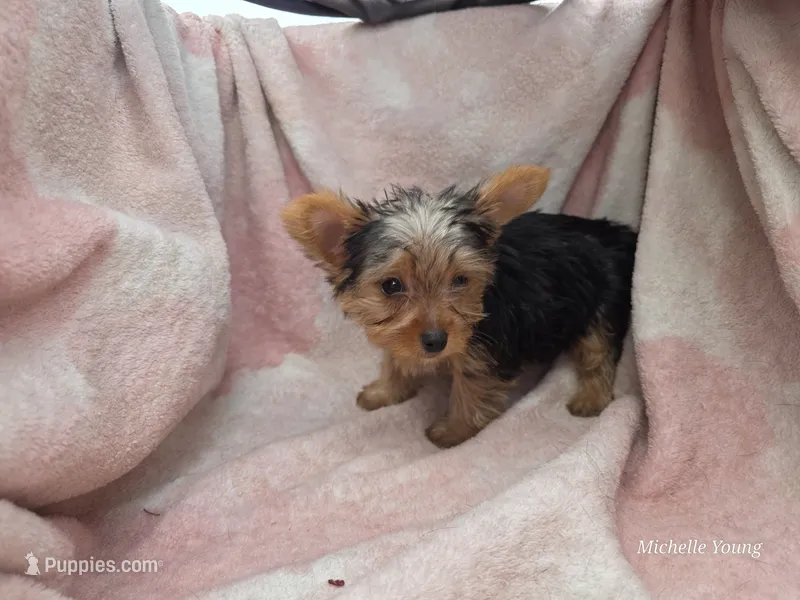 Birtha – Yorkshire Terrier puppy for sale in Elkton, KY