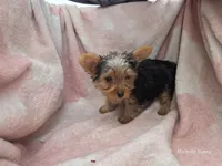 Birtha, a female Yorkshire Terrier for sale in Elkton, KY – 1 of 3