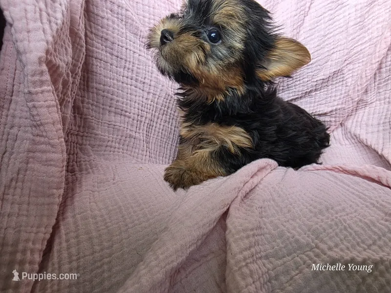 Lola – Yorkshire Terrier puppy for sale in Elkton, KY