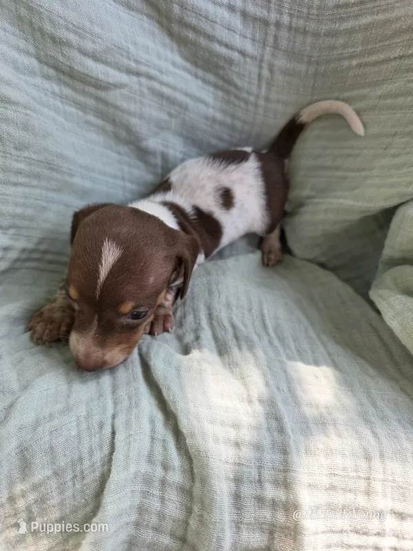 Spot – Miniature Dachshund puppy for sale in Elkton, KY