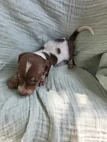 Spot, a male Miniature Dachshund for sale in Elkton, KY – 1 of 2