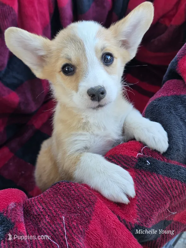 Faith – Pembroke Welsh Corgi puppy for sale in Elkton, KY