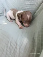 Kingston, a male Miniature Dachshund for sale in Elkton, KY – 2 of 2