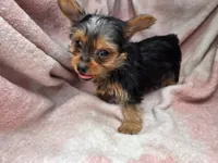 Bri, a female Yorkshire Terrier for sale in Elkton, KY – 2 of 3