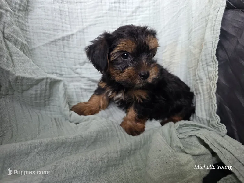 Rocky – Yorkshire Terrier puppy for sale in Elkton, KY