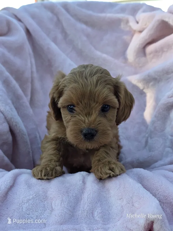 Tiffany – Cavapoo puppy for sale in Elkton, KY