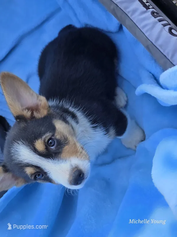 Matty – Pembroke Welsh Corgi puppy for sale in Elkton, KY