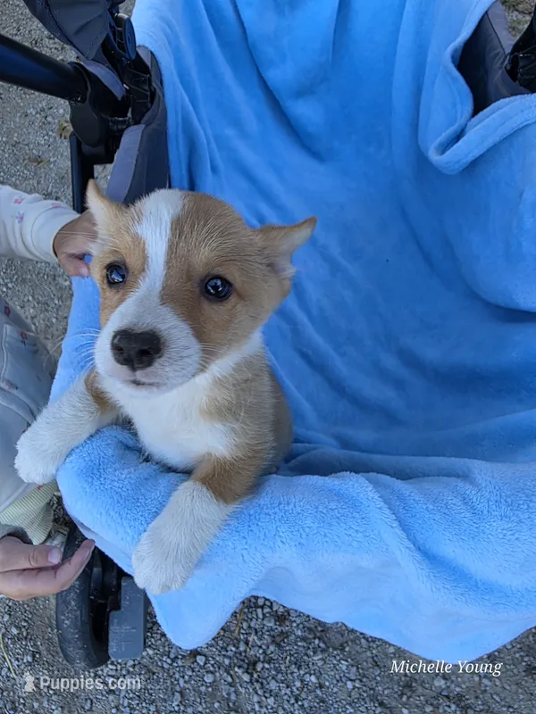River – Pembroke Welsh Corgi puppy for sale in Elkton, KY