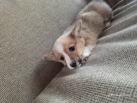 Jolly, a male Pembroke Welsh Corgi for sale in Elkton, KY – Photo 3 of 3