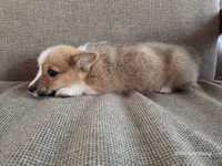 Jolly, a male Pembroke Welsh Corgi for sale in Elkton, KY – Photo 2 of 3