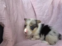 Tina, a female Pembroke Welsh Corgi for sale in Elkton, KY – 1 of 2