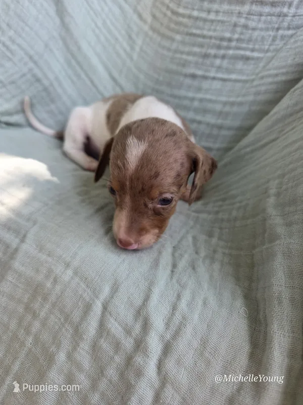 Kingston – Miniature Dachshund puppy for sale in Elkton, KY