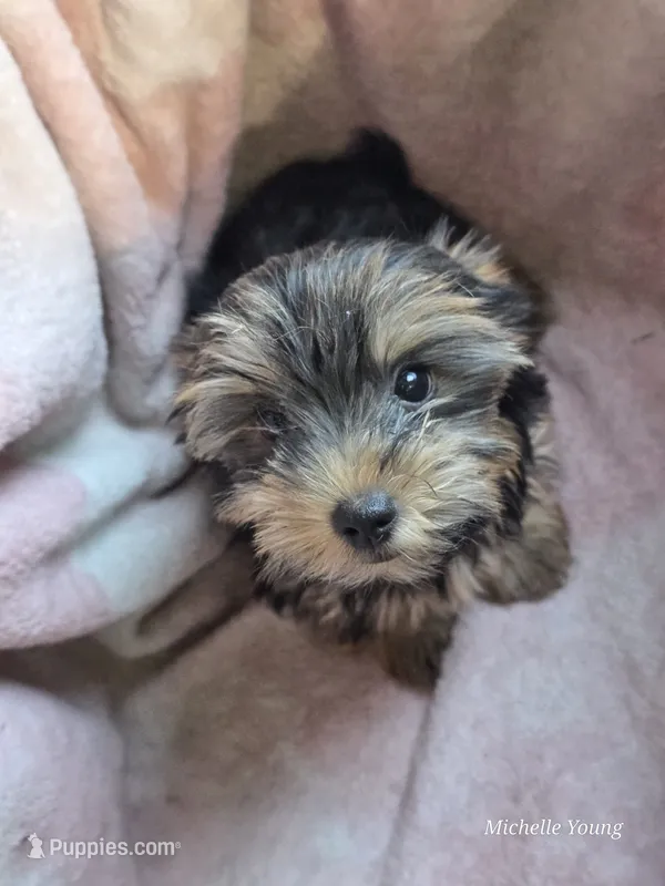 Chloe – Yorkshire Terrier puppy on hold in Elkton, KY