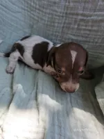 Spot, a male Miniature Dachshund for sale in Elkton, KY – 2 of 2