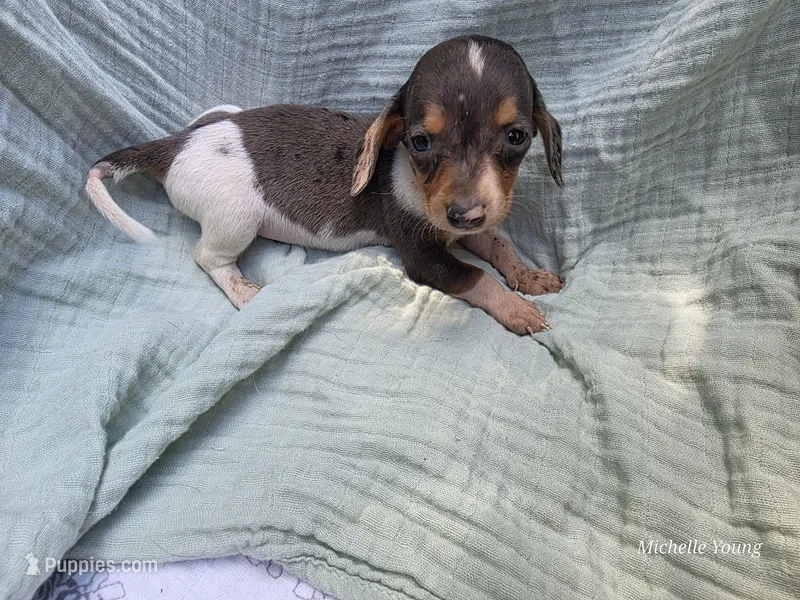 Spot – Miniature Dachshund puppy for sale in Elkton, KY