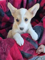 Faith, a female Pembroke Welsh Corgi for sale in Elkton, KY – 3 of 3