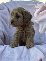Tiffany, a female Cavapoo for sale in Elkton, KY – 2 of 4
