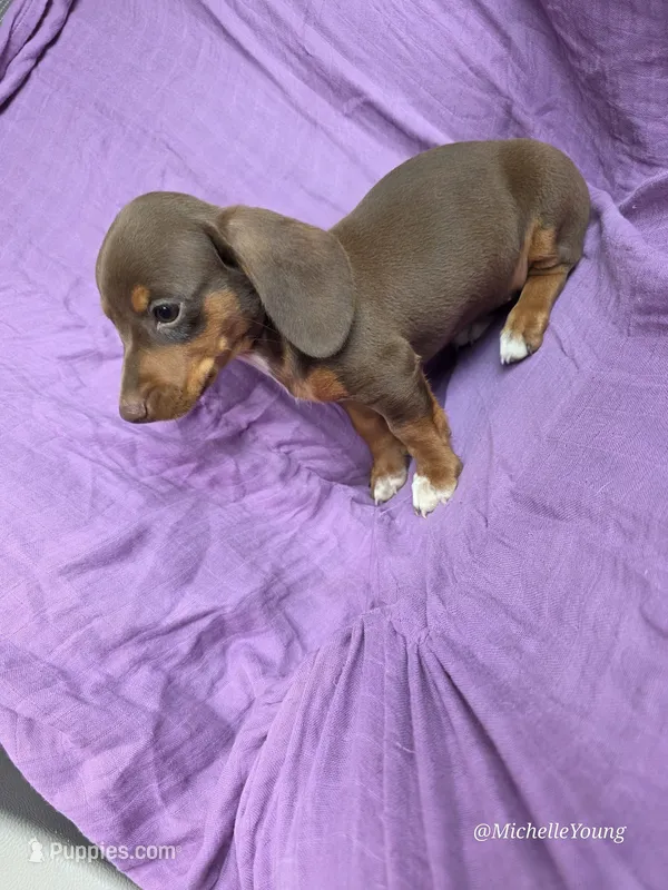 Princess – Miniature Dachshund puppy for sale in Elkton, KY