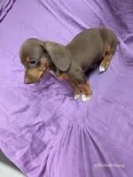 Princess, a female Miniature Dachshund for sale in Elkton, KY – 1 of 2