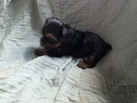 Rocky, a male Yorkshire Terrier for sale in Elkton, KY – 2 of 2