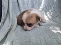 Dodge, a male Pembroke Welsh Corgi for sale in Elkton, KY – 2 of 2