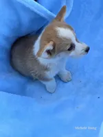 Zeus, a male Pembroke Welsh Corgi for sale in Elkton, KY – 3 of 3