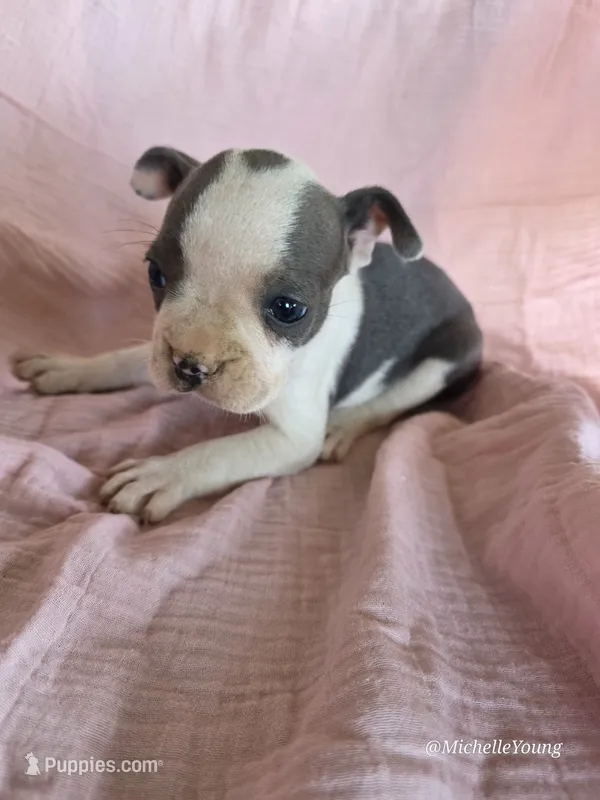 Sunflower – Boston Terrier puppy for sale in Elkton, KY