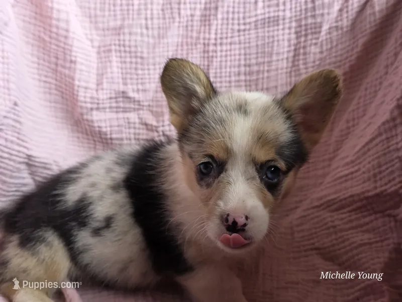 Tina – Pembroke Welsh Corgi puppy for sale in Elkton, KY