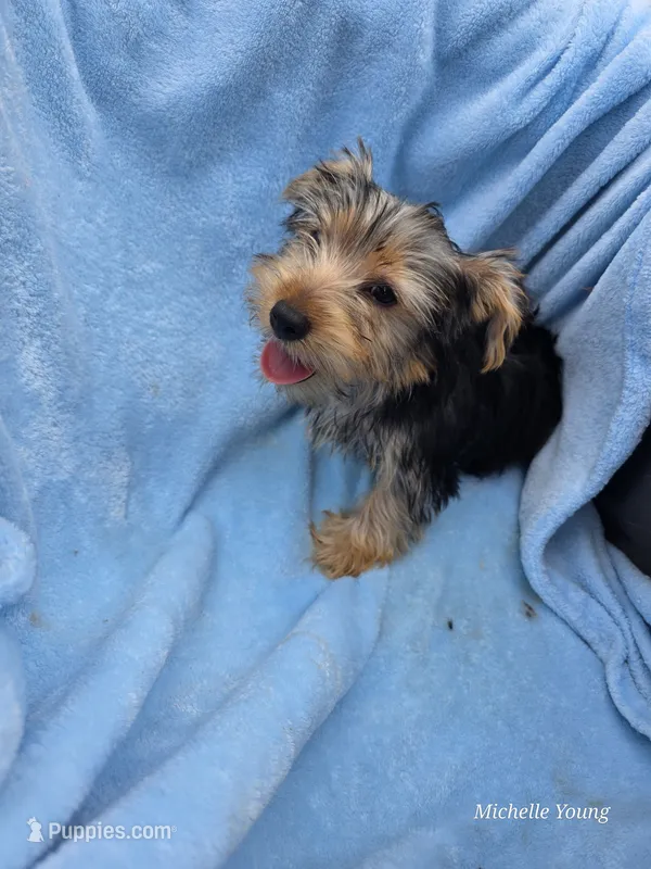 Mason – Yorkshire Terrier puppy for sale in Elkton, KY