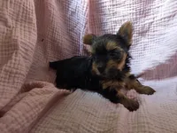 Lola, a female Yorkshire Terrier for sale in Elkton, KY – 2 of 2