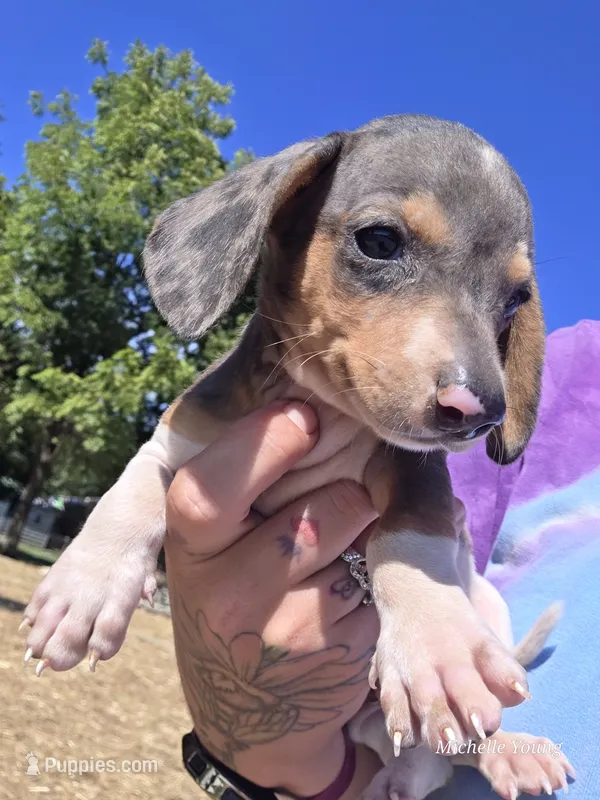 Spot – Miniature Dachshund puppy for sale in Elkton, KY