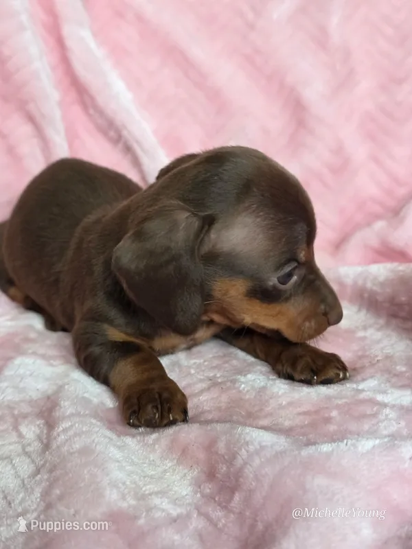 Peaches – Miniature Dachshund puppy for sale in Elkton, KY