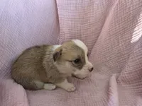 Faith, a female Pembroke Welsh Corgi for sale in Elkton, KY – 2 of 2