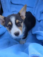Matty, a male Pembroke Welsh Corgi for sale in Elkton, KY – 2 of 3