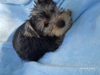 Mason, a male Yorkshire Terrier for sale in Elkton, KY – 1 of 3