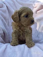 Tiffany, a female Cavapoo for sale in Elkton, KY – 3 of 4